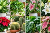7 cây cảnh quen thuộc trong nhà cần cẩn thận vì có thể ảnh hưởng sức khỏe
