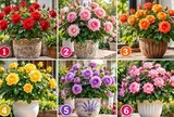 Chọn chậu hoa hồng rực rỡ nhất, để xem bạn đang thu hút điều gì