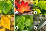 Chọn một chiếc lá để xem sắp tới vận trình của bạn có điều gì đáng lưu ý