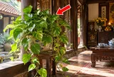 3 vị trí trồng cây Trầu Bà tốt nhất