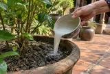 Tưới thứ nước này vào gốc: Cây vàng lá khô cành cũng tươi lại nhanh