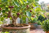 Lời nhắn cho gia đình đang trồng cây sung trong chậu: 7 điều nhiều người dễ làm sai