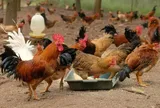 Nghề lạ ở Việt Nam: Nuôi con mắn đẻ "một vốn, bốn lời", nông dân nhẹ nhàng thu lãi, vươn lên làm giàu