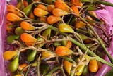 Đặc sản có tên "ngượng đỏ mặt", xưa mọc bờ rào nay được ưa chuộng giá 55.000 đ/kg, trồng một lần thu hoạch nhiều năm
