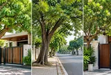 Lời khuyên cho gia đình có cây lớn trước cửa: Chú ý để vừa an toàn vừa tốt phong thủy