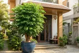 Mệnh nào hợp cây hạnh phúc nhất?