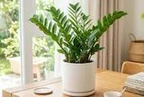Mệnh nào kỵ trồng cây kim tiền?