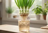 Mẹo trồng hành lá thủy sinh ăn cả năm không hết