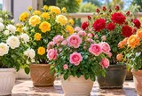 Trồng chậu hoa hồng phong thủy theo mệnh
