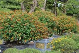 Cây mọc dại “lên chậu” thành bonsai độc lạ, nở hoa rực rỡ quanh năm, giá tiền triệu nhờ ý nghĩa phong thủy 