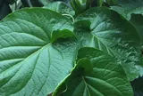 Cây mọc bờ rào được ví như "lá kim cương", trồng 3 tháng cho thu hoạch, thành đặc sản nổi tiếng giá 150.000 đ/kg