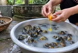 Cách ngâm ốc nhả hết cát bẩn, thịt béo múp