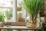 Cách trồng sả thủy sinh dùng cả năm không hết