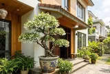 Mệnh nào hợp cây Mai Chiếu Thuỷ nhất?
