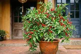 Vị trí trồng cây ớt hút tài lộc