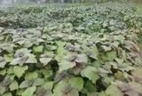 Loại rau lớn nhanh như thổi, trồng 30 ngày cắt ngọn thu hoạch được nhiều lần giúp nông dân đổi đời