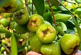 Loại quả mọc bờ rào xưa chín rụng đầy gốc nay thành đặc sản 90.000 đ/kg, trồng một lần thu hoạch nhiều năm, người thành phố ưa chuộng