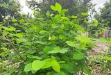 Đặc sản có tên "ngượng đỏ mặt", xưa mọc bờ rào nay được ưa chuộng giá 45.000 đ/kg, trồng một lần thu hoạch nhiều năm