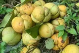 Loại quả xưa chín rụng đầy gốc nay thành đặc sản 120.000 đ/kg, trồng một lần thu hoạch nhiều năm, du khách thích thú