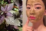 Cách trị nám da bằng lá tía tô