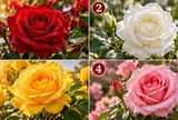 Chọn 1 bông hồng bạn thích nhất
