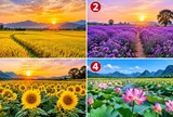 Chọn 1 cánh đồng khiến bạn thấy thích thú