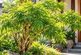 Dân gian nói rằng 3 con giáp này trồng cây đinh lăng được phù trợ phong thủy