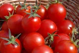 Mẹo bảo quản cà chua ăn cả năm vẫn tươi ngon, tròn dinh dưỡng