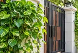 Tại sao không nên trồng cây trầu bà ngoài cổng nhà? 4 lý do nhiều người bỏ qua