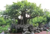 Giống cây cổ thụ rễ lớn “lên chậu” thành bonsai độc lạ, mang ý nghĩa phong thủy đặc biệt, có cây giá 2 tỷ đồng