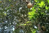 Loại quả mọc bờ rào xưa chín rụng đầy nay thành đặc sản 75.000 đ/kg, trồng một lần thu hoạch nhiều năm, được ưa chuộng ở thành phố