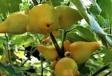 Đặc sản có tên "ngượng đỏ mặt", xưa mọc bờ rào nay được ưa chuộng giá 100.000 đ/kg, trồng một lần thu hoạch nhiều năm
