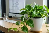 Mệnh nào kỵ trồng cây trầu bà?
