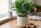 Trong nhà nên cho 1 chậu gừng: 4 lợi ích nhiều người chưa biết