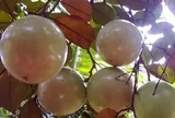 Đặc sản có tên "ngượng đỏ mặt", xưa mọc bờ rào nay được ưa chuộng giá 120.000 đ/kg, trồng một lần thu hoạch nhiều năm