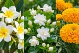3 loại hoa đẹp nhưng rất ít khi được dâng cúng: Hoa đại, hoa nhài, cúc vạn thọ