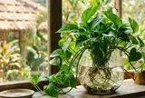 Cách trồng trầu bà thủy sinh tươi xanh quanh năm