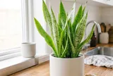 Cảnh báo quan trọng với những nhà đang trồng cây lưỡi hổ