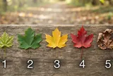 Chọn 1 chiếc lá bạn thích nhất