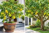 Trồng cây khế phong thủy trước nhà: Nên trồng trong chậu hay xuống đất để vừa đẹp vừa dễ chăm?