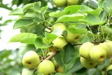 Loại quả tốt trên thế giới, Việt Nam trồng bạt ngàn thành đặc sản giá 70.000 đ/kg, thu hoạch nhiều năm