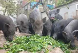Nghề lạ ở Việt Nam: Nuôi loài vật đen sì thả đi kiếm ăn tự do, bán làm đặc sản, nông dân vươn lên làm giàu