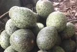 Loại quả mọc bờ rào xưa chín rụng đầy gốc nay thành đặc sản 55.000 đ/kg, trồng một lần thu hoạch nhiều năm, người thành phố ưa chuộng