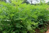 Đặc sản có tên "ngượng đỏ mặt", xưa mọc bờ rào nay được ưa chuộng giá 50.000 đ/kg, trồng một lần thu hoạch nhiều năm
