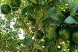 Loại quả tốt trên thế giới, Việt Nam trồng bạt ngàn thu hoạch nhiều năm, đang vào mùa giá 65.000 đ/kg