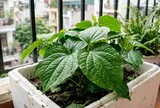 Cách trồng lá lốt trong chậu, cắm vài cành, ăn quanh năm
