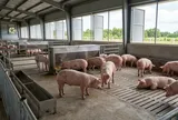 Giá heo hơi hôm nay 30/9: Ba miền tiếp tục giảm, chỉ còn một địa phương giữ mức 58.000 đồng/kg