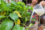 Trầu bà bị vàng rụng lá, thêm thứ này vào chồi mới ra xanh mỡ màng