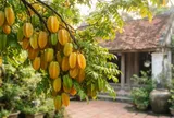 Những ai không nên trồng cây khế?