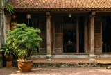 Những người nên trồng cây đinh lăng quanh nhà